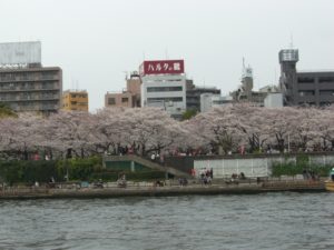 （豊洲エリア　アーカイブ）　桜の記録「隅田川　水上バスから　2009」　（2009年4月　撮影）