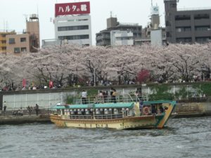 （豊洲エリア　アーカイブ）　桜の記録「隅田川　水上バスから　2009」　（2009年4月　撮影）