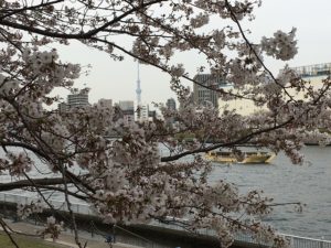 （豊洲エリア　アーカイブ）　桜の記録「リバーシティ21付近　2017」　（2017年4月　撮影）