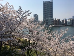 （豊洲エリア　アーカイブ）　桜の記録「佃・月島・リバーシティ21　付近　2018」　（2018年3月　撮影）
