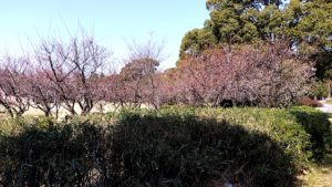 （豊洲エリア　話題）　辰巳の森緑道公園の桜、暖かさにつられてちらほら咲き始める　