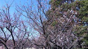 （豊洲エリア　話題）　辰巳の森緑道公園の桜、暖かさにつられてちらほら咲き始める　